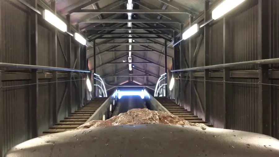 Video der Bahn